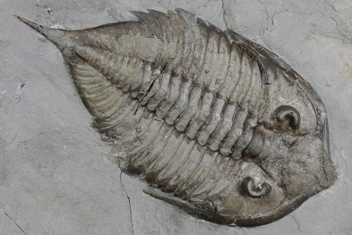 Dalmanites Trilobite Fossil - New York #357145
